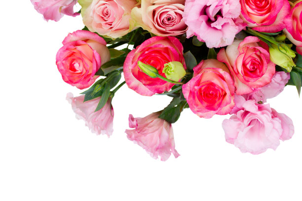 新鲜玫瑰花朵图片下载