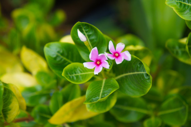 长春花或马达加斯加长春花或玫瑰长春花植物图片下载