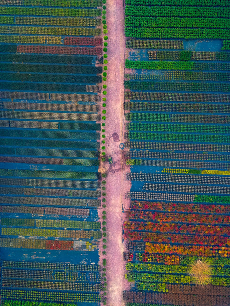 五颜六色的鲜花图片下载