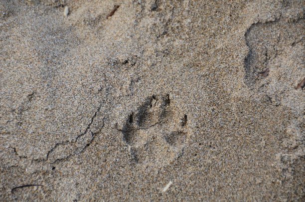 狗的爪子图片下载