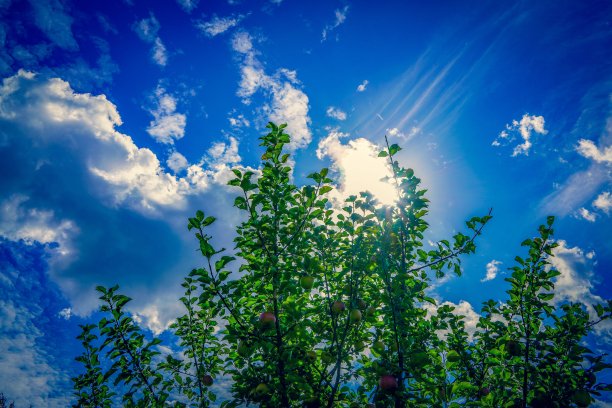 苹果树和蓝色多云的天空图片下载