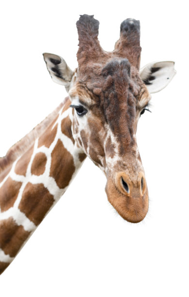 一只好奇的老长颈鹿看着摄像机，被剪掉了图片下载