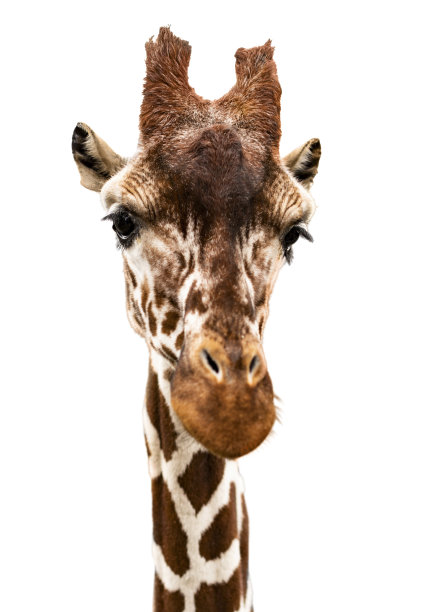 长颈鹿的肖像，剪下来图片下载