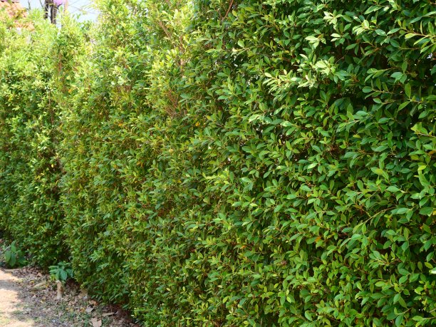 叶子小的绿色背景图片下载