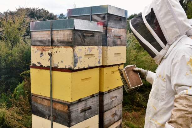 养蜂人用烟熏他的蜂箱图片下载