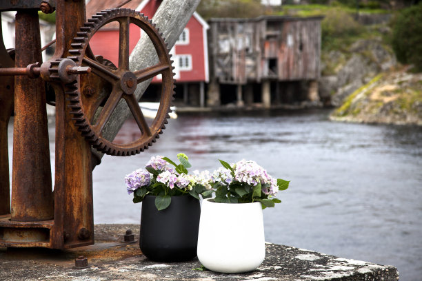 缸与花图片下载