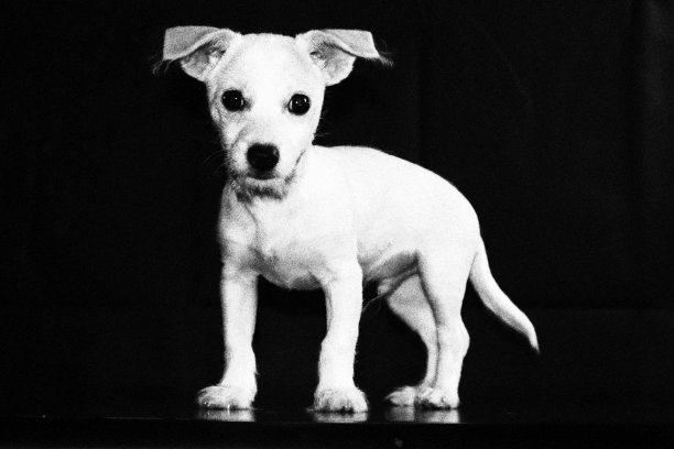 男人最好的朋友图片下载