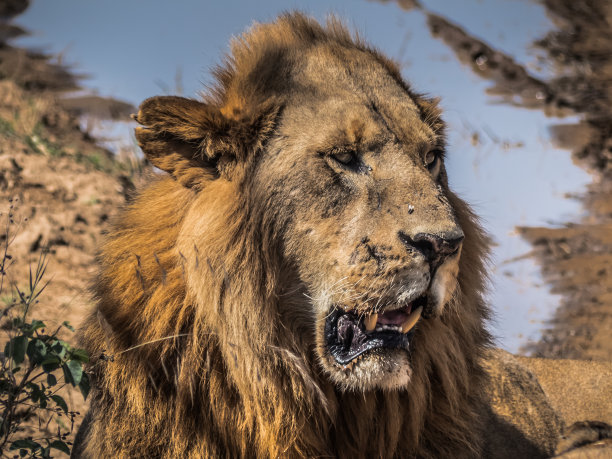 一个雄性狮子的特写在黎明在大草原附近的一个水坑图片下载
