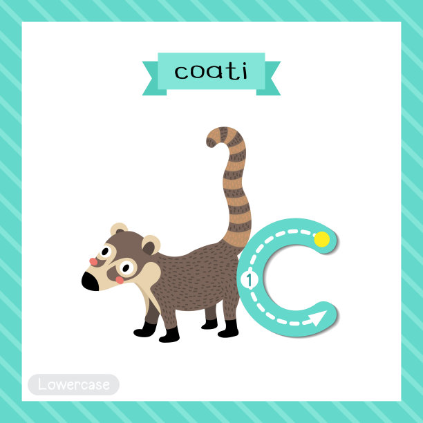字母C小写跟踪。站在长鼻浣熊图片下载