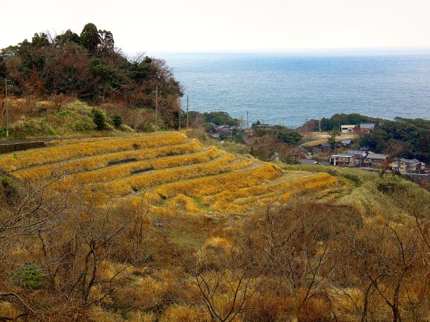 日本景观582稻田图片下载