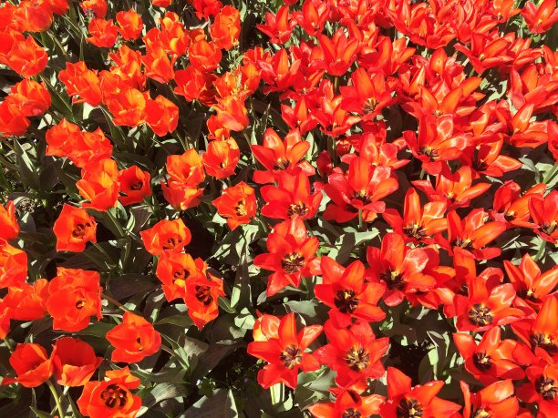 植物园里的红色郁金香图片下载