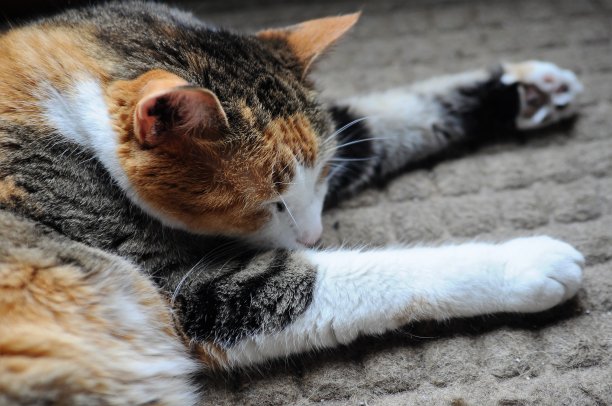 睡觉的猫图片下载