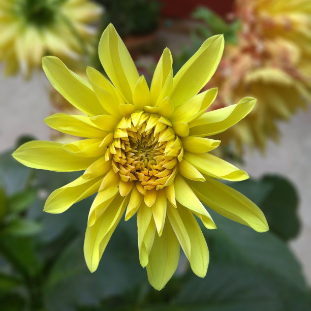 美丽的黄色大丽花图片下载