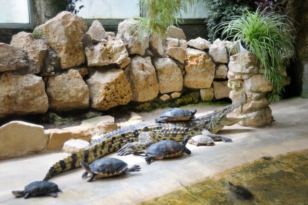 乌龟和鳄鱼。乌龟坐在鳄鱼的背上。西格恩野生动物园，法国。图片下载