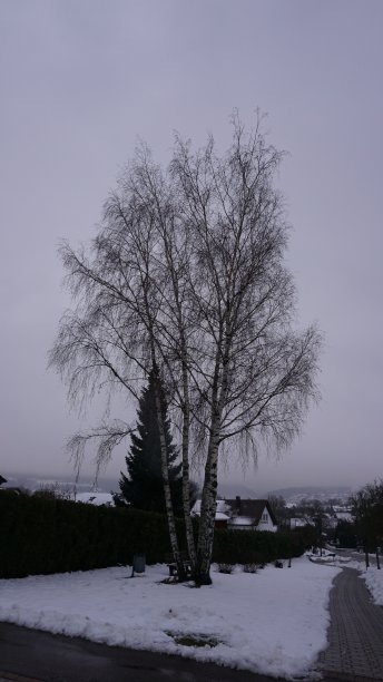 树木在雪图片下载