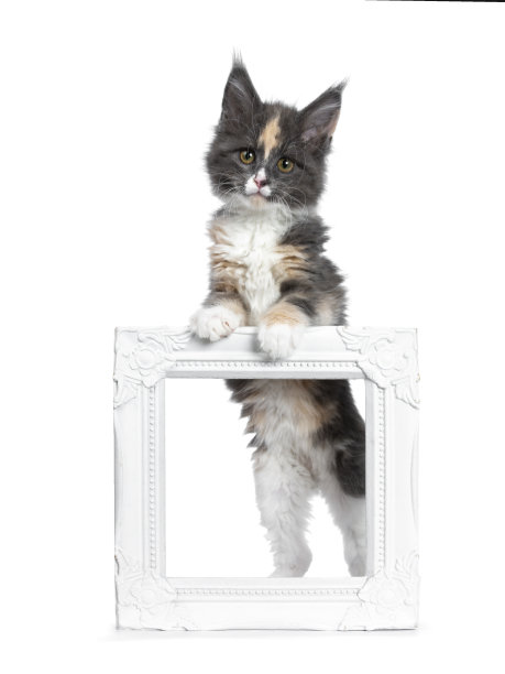 可爱的托蒂双色缅因猫小猫，站在空白的白色相框后面。用棕色/绿色的眼睛直视镜头。孤立在白色背景上。前爪放在框架上。图片下载