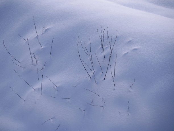 白色的粉末覆盖在草地上图片下载