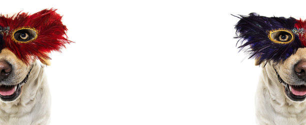 横幅狗狂欢节或狂欢节羽毛面具。长羽毛的拉布拉多犬。白色背景下的孤立镜头。图片下载