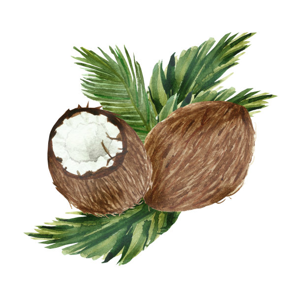 手绘水彩画椰子，成熟的切成一半，在绿色的椰子树的枝叶上，食物艺术孤立在白色的背景上。可爱的热带水果为美丽的设计。图片下载