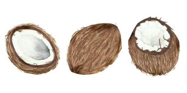 手绘水彩椰子，熟了切成一半，食物艺术孤立在白色的背景上。图片下载