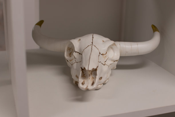 桌上有动物头骨图片下载