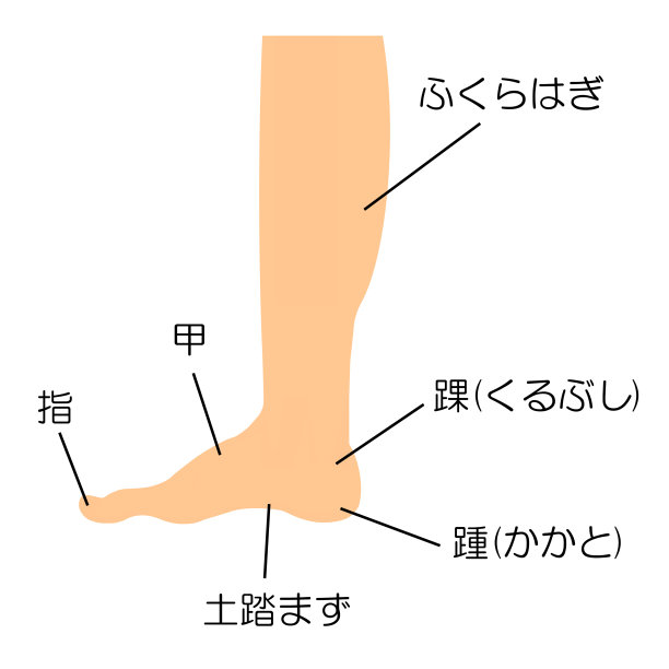 腿的结构图片下载