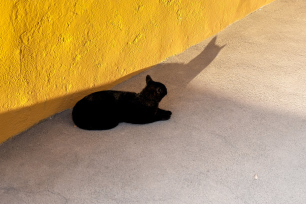流浪的黑猫坐在老旧的黄色混凝土墙背景上，享受着好天气图片下载