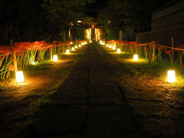 红蜘蛛百合，日语叫Higanbana图片下载