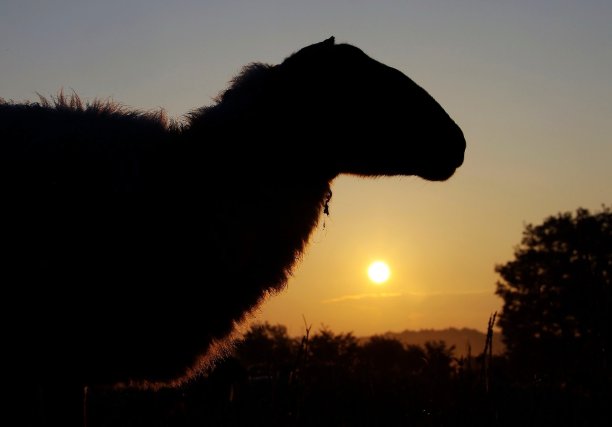 羊在轮廓图片下载