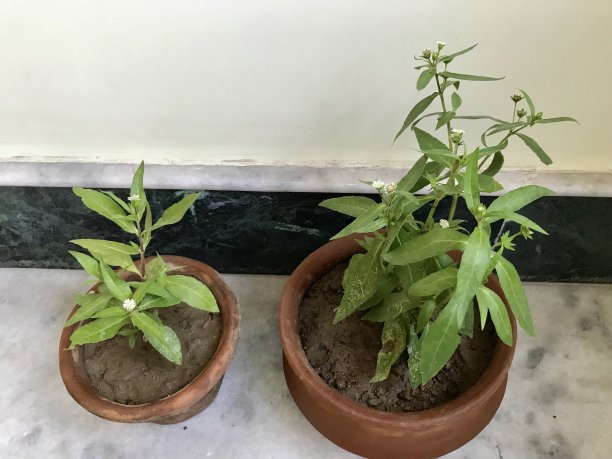 墨旱莲prostrata草图片下载