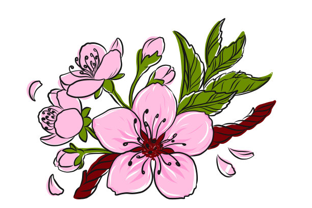 樱花向量线形插图。樱花春天手绘素描，用于季节性促销，促销，浪漫贺卡，海报，横幅，印刷。孤立的没有背景的花图案图片下载