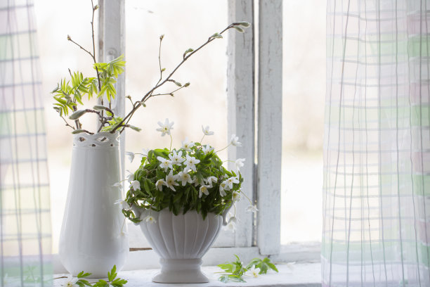 旧窗台上的白色雪花莲图片下载