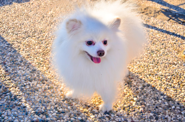 可爱的白色毛茸茸的小狗图片下载