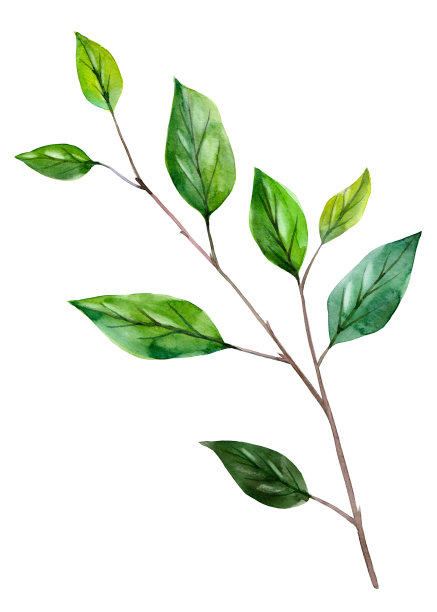 柠檬分支。手绘水彩植物插图。对象的孤立。贺卡、婚礼请柬、节日请柬设计元素。图片下载