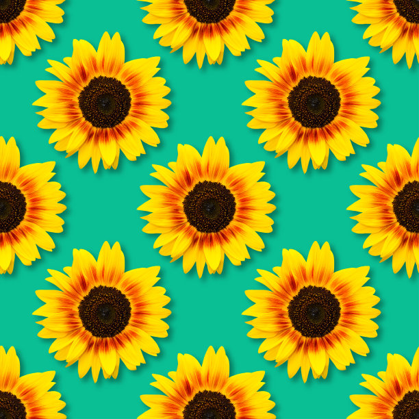 向日葵无缝的背景。图片下载