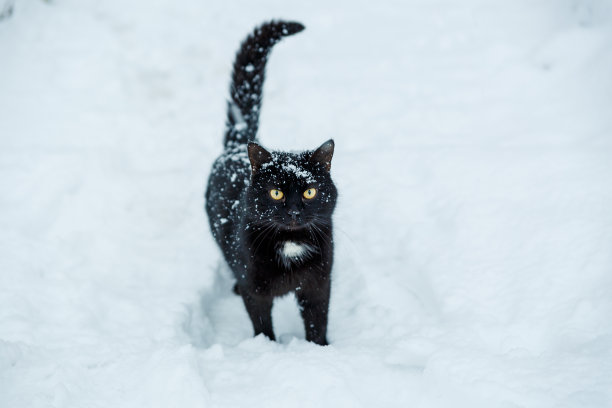 下雪时，一只黑猫在雪中行走。图片下载