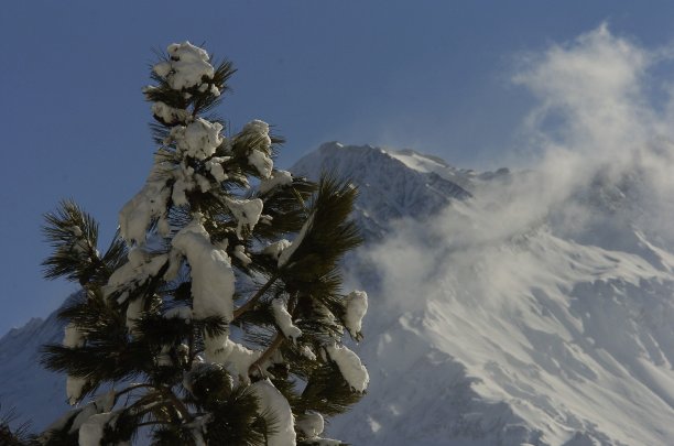 Arbol华达图片下载