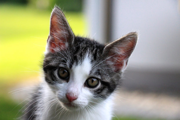 黑白小猫咪正面照片图片下载