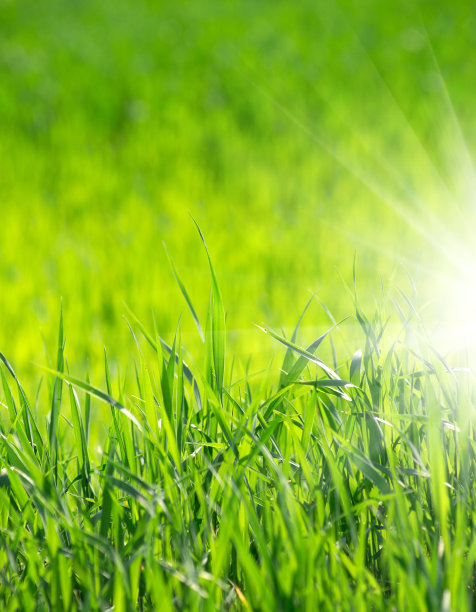 草地的背景图片下载