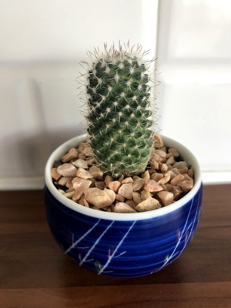 仙人掌的植物图片下载