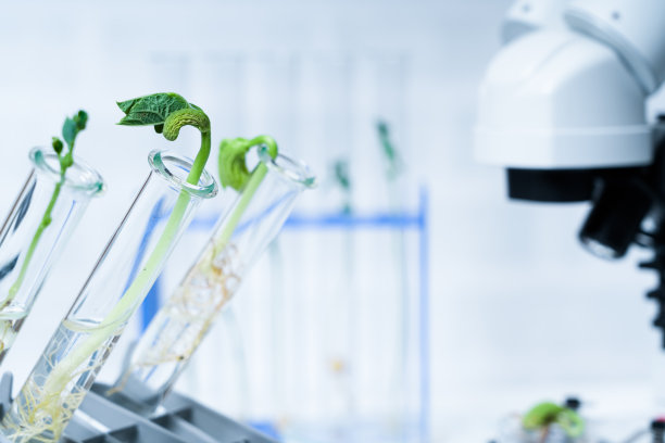 探索植物育种新方法的生态学实验室图片下载