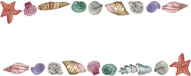 水彩水平横幅，贝壳孤立在白色的背景。手绘的海贝构成美丽的装饰邀请，贺卡，海报。图片下载