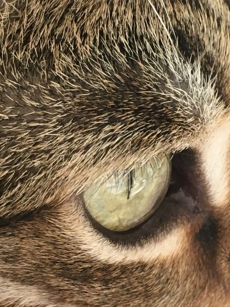 美丽的猫眼睛图片下载