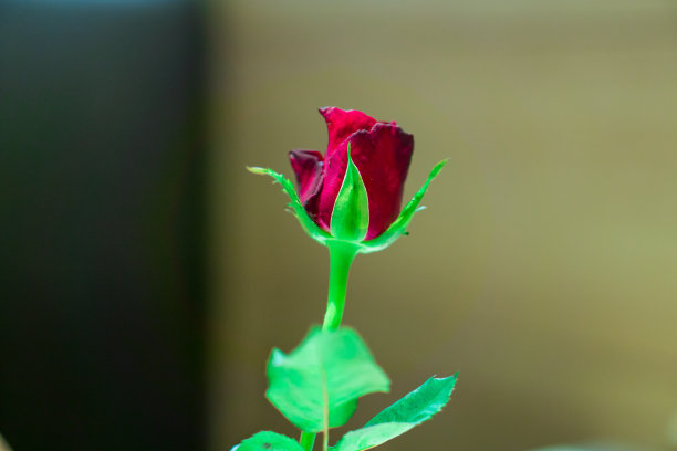 玫瑰是蔷薇属的花，蔷薇科，是世界上栽培最广泛的品种，原产于亚洲。人会长得很漂亮。图片下载