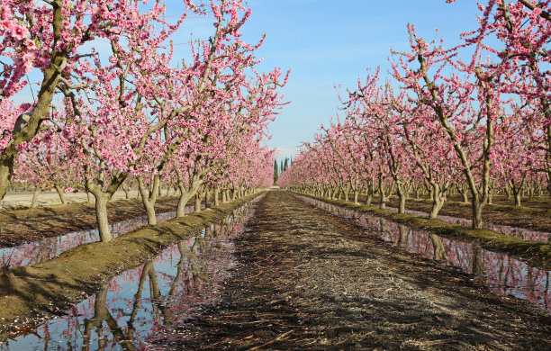 桃园巷图片下载