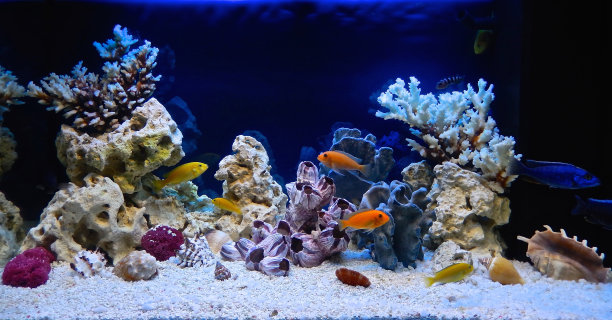 以拟海洋风格装饰的淡水水族箱素材图片