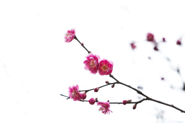 春天盛开的梅花。图片下载