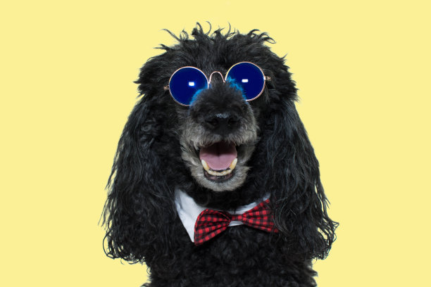 快乐的狗。有趣的贵宾犬戴着蓝色的镜子太阳镜，打着红色的领结。黄色背景下的孤立镜头。图片下载
