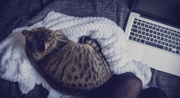 在家和猫一起工作图片下载