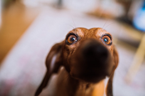 漂亮的腊肠犬在阳光明媚的客厅里图片下载